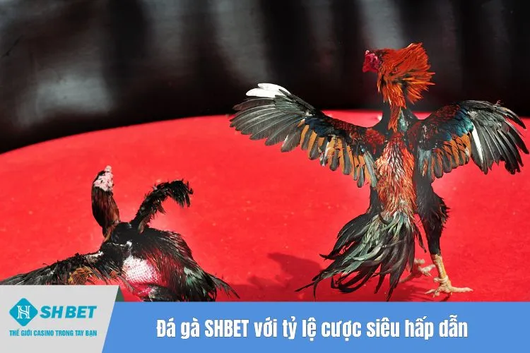 Đá gà SHBET với tỷ lệ cược siêu hấp dẫn