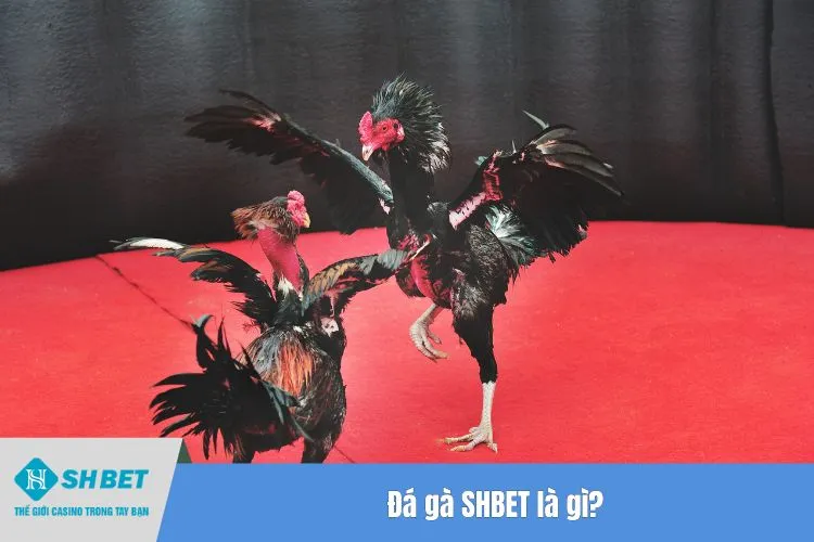 Đá gà SHBET là gì?